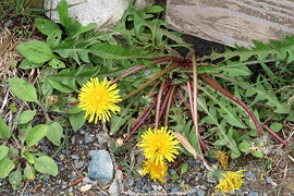 はびこる外来種の一例